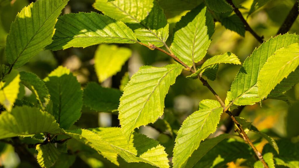 Buchenhecke Hainbuche Carpinus Betulus Detailaufnahme Blätter