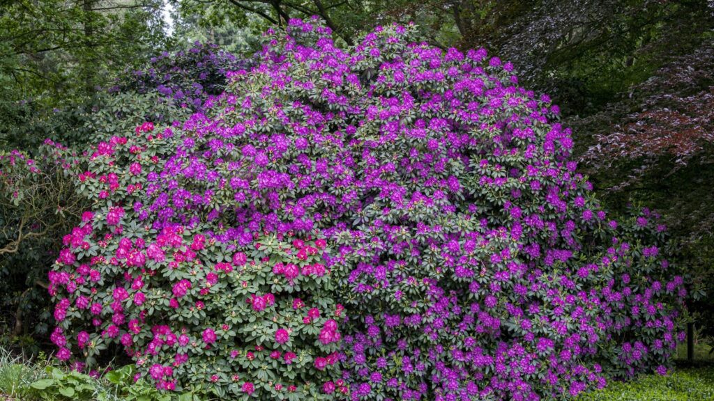 Rhododendron Ponticum Roseum