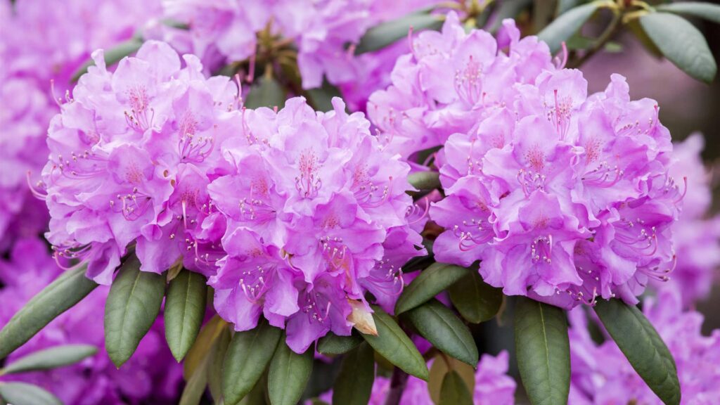 Rhododendron Roseum Elegans Detailaufnahme